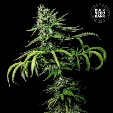 Tropical Coconut Feminised seeds