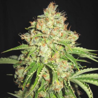 Cannabis seeds White Prussian Feminised