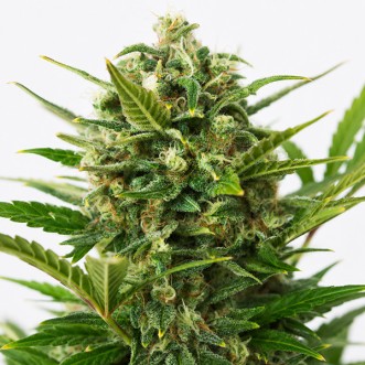 Auto Critical Cheese Feminised seeds