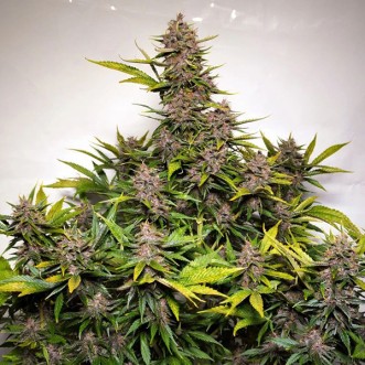 Auto Forbidden Cherry Feminised