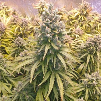 Auto Lemon Kix Feminised