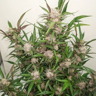 Auto Mimosa Punch Feminised