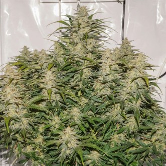 Auto SFV OG Feminised