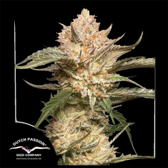 Auto Trichome & Cream Feminised