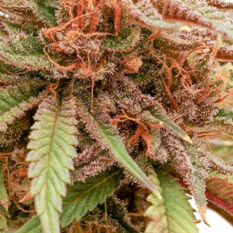 Durban Dew Feminised