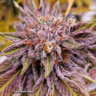 Ice Cream Haze Feminised