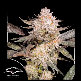 Orange Bud 2.0 Feminised