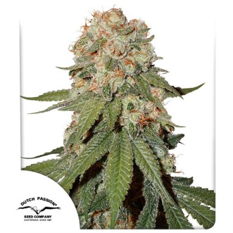 Orange Bud Feminised