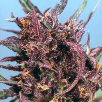Семена конопли Purple#1 Feminised