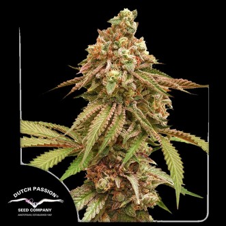 Tropical Tangie Feminised