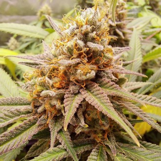 White Widow Feminised