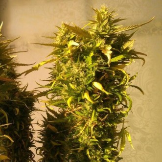 Семена конопли николаев купить калифорния выращивание марихуаны