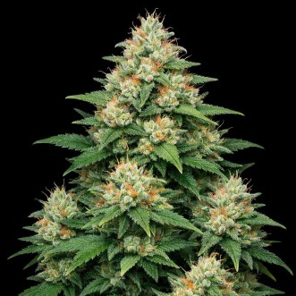 Насіння конопель Auto 60 Day Grapefruit Feminised Gold