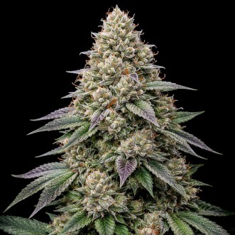 Насіння конопель Auto Alien Mintz Feminised Gold