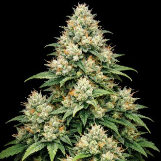 Насіння конопель Auto Apple Betty Feminised Gold