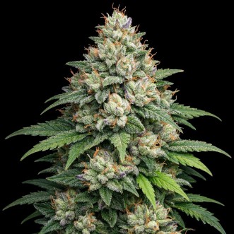 Насіння конопель Auto Apple Fritter Feminised Gold