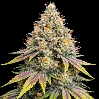 Насіння конопель Auto Apples And Bananas Feminised Gold