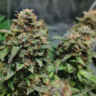 Семена конопли Auto Big Bazooka Feminised Gold