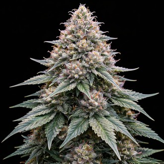 Насіння конопель Auto Blue Zushi Feminised Gold