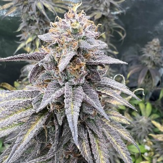 Семена конопли Auto Blue Zushi Feminised Gold