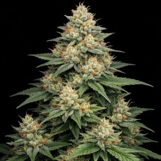 Насіння конопель Auto DMT Feminised Gold