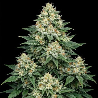 Насіння конопель Auto G13 Feminised Gold