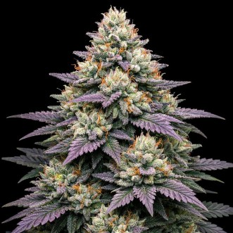 Насіння конопель Auto Jelly Donutz Feminised Gold