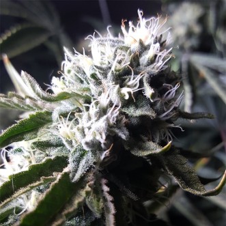 Семена конопли Auto Jenny Kush Feminised Gold