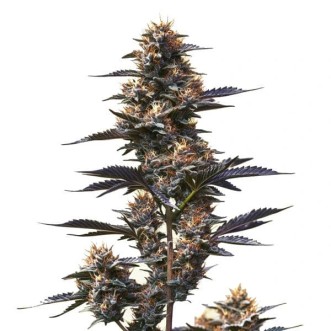 Насіння Auto Jokerz Feminised Gold
