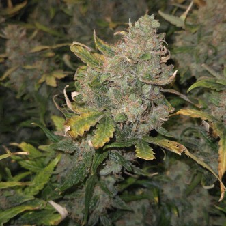 Auto Moby Dick Feminised Gold