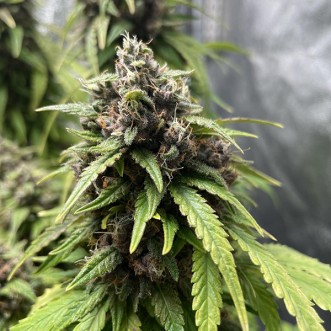 Auto Purple Haze Feminised Gold Seeds