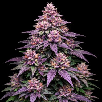 Семена конопли Auto Purple Punch Feminised Gold