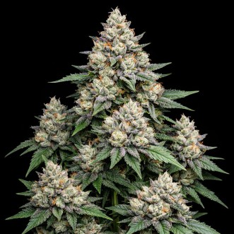 Auto Sleepy Joe OG Feminised Gold seeds