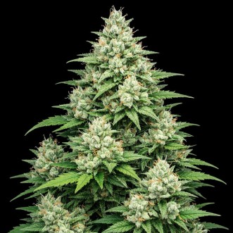 Auto Think Different Feminised Gold seeds