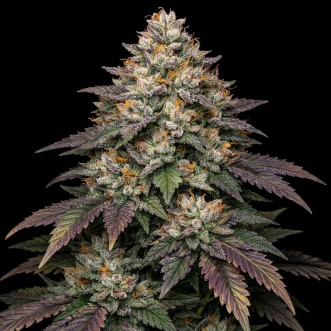 Auto Truffle Sundae Feminised Gold seeds