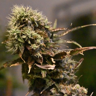 Семена конопли Auto Alaskan Thunderfuck Feminised Gold