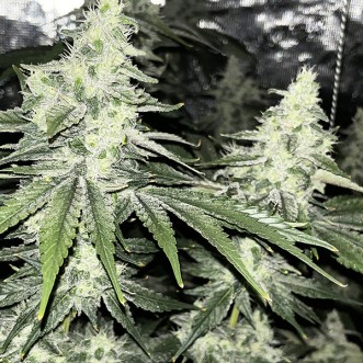 Семена конопли Auto Alien OG Feminised Gold