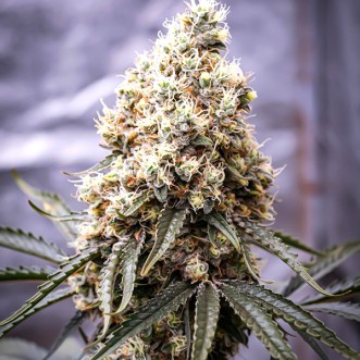 Семена конопли Auto Animal Face Feminised Gold