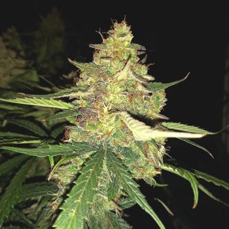 Семена конопли Auto Apple Betty Feminised Gold