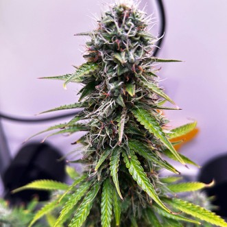 Семена конопли Auto Apple Fritter Feminised Gold