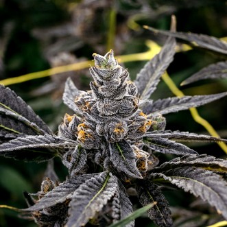 Семена конопли Auto Apples And Bananas Feminised Gold