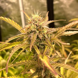 Семена конопли Auto Fat Bastard Feminised Gold
