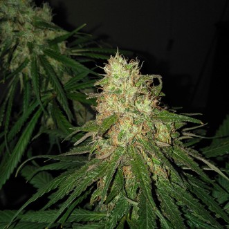 Семена конопли Auto G13 Feminised Gold