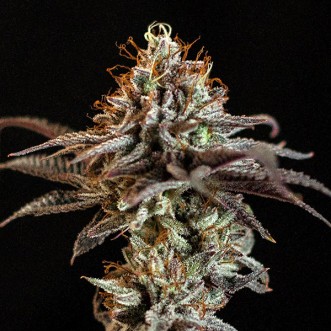 Семена конопли Auto Jelly Donutz Feminised Gold