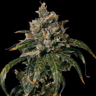 Семена конопли Auto Mauwi Wowie Feminised Gold