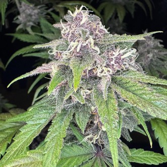 Семена конопли Auto Purple Punch Feminised Gold