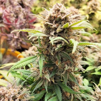 Семена конопли Auto Sleepy Joe OG Feminised Gold