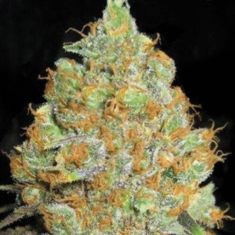 Critical Mass Feminised Silver seeds