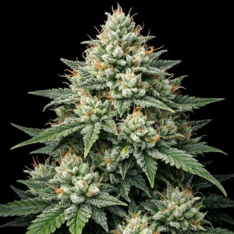 Семена конопли Super Silver Haze Feminised Gold