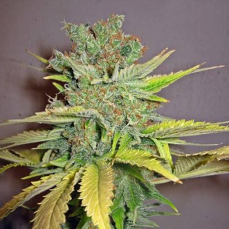 Насіння конопель Auto California Orange Feminised Silver